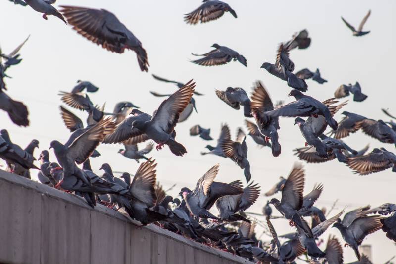 Entreprise pour lutter contre les pigeons sur son bâtiment à Toulouse