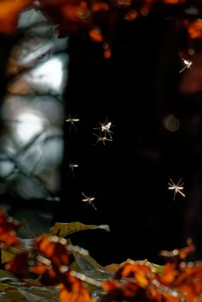 Moustiques à l'automne à Toulouse